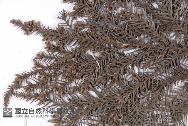 柳杉藏品圖，第5張