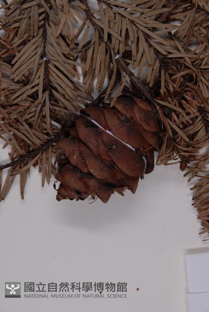 臺灣黃杉藏品圖，第4張