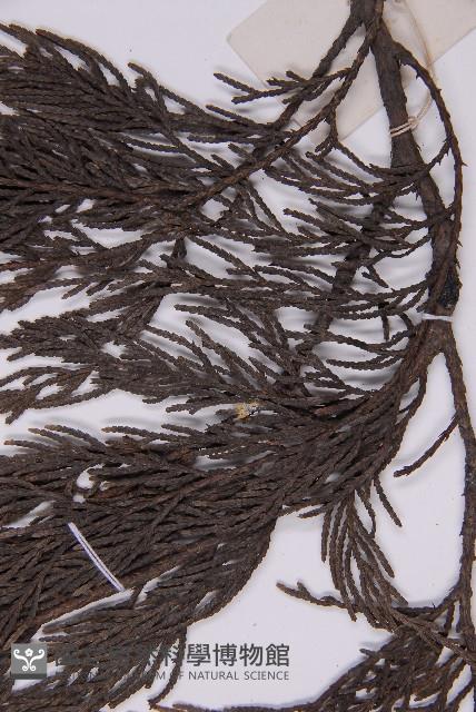 柏木、柏樹藏品圖，第5張