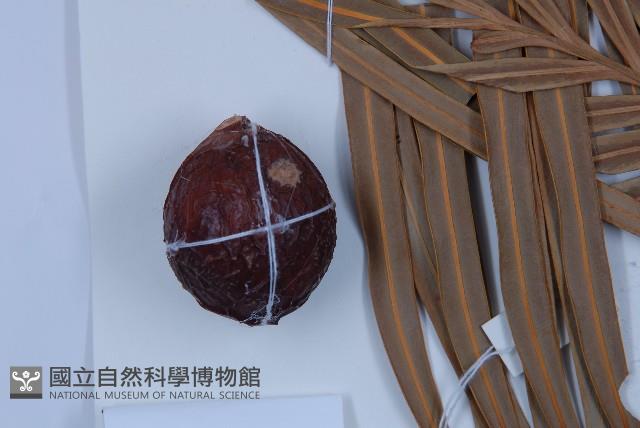 光果蘇鐵藏品圖，第5張