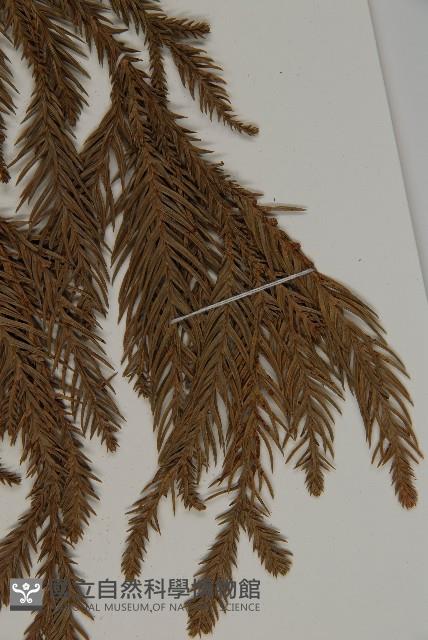 柳杉藏品圖，第5張