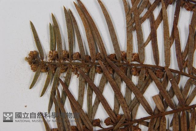 臺灣粗榧、台灣三尖杉藏品圖，第5張