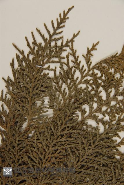 側柏藏品圖，第5張