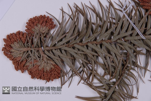杉木藏品圖，第5張