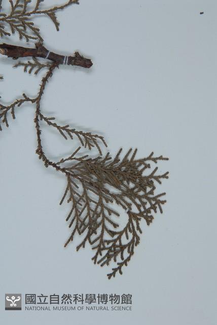 側柏藏品圖，第5張