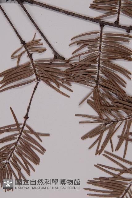 臺灣黃杉藏品圖，第4張