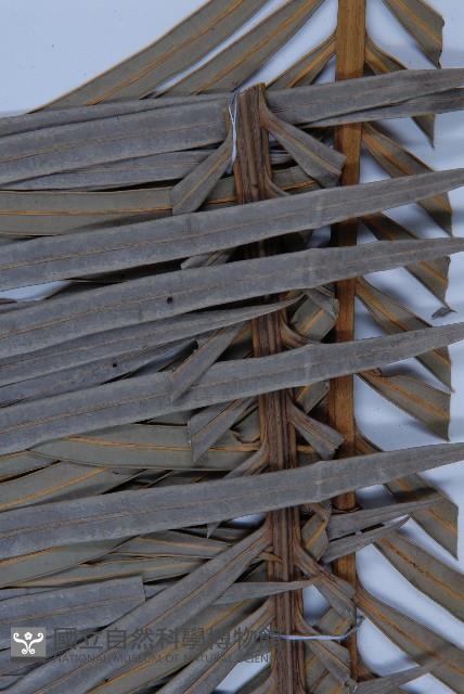 光果蘇鐵藏品圖，第5張