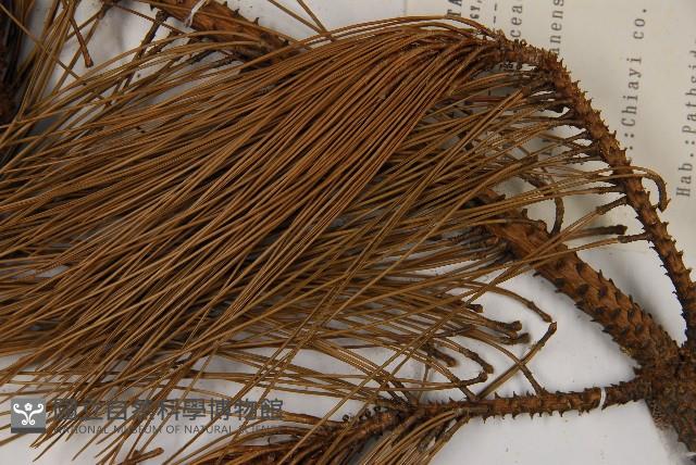 臺灣二葉松藏品圖，第4張