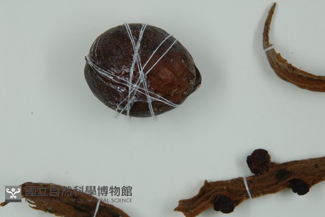 光果蘇鐵藏品圖，第5張