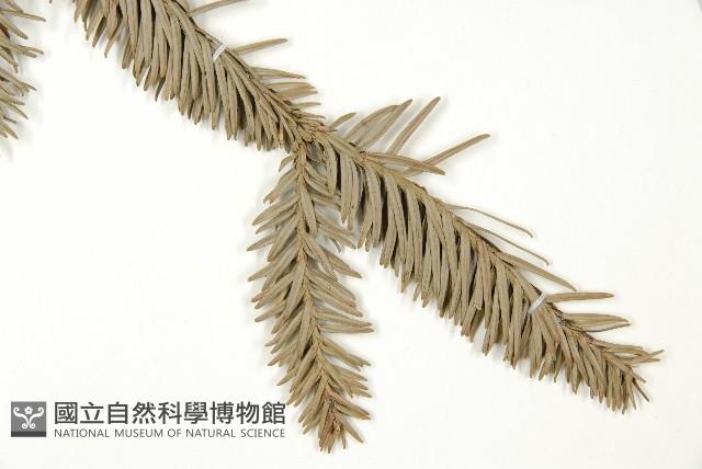 巒大杉、香杉藏品圖，第5張