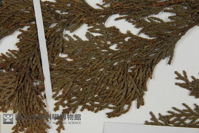 日本扁柏藏品圖，第5張