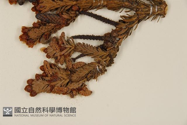 臺灣冷杉藏品圖，第4張