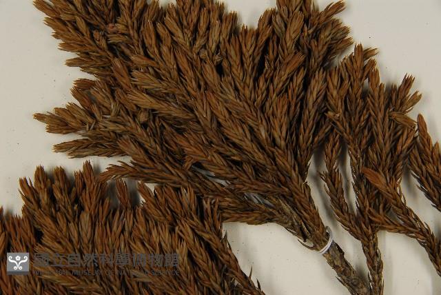 香青藏品圖，第5張