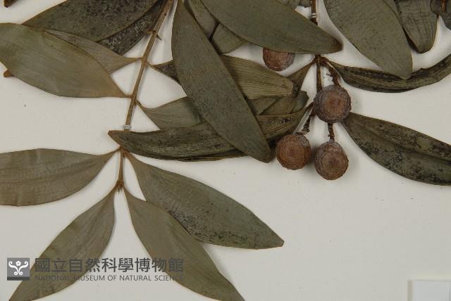 竹柏藏品圖，第4張