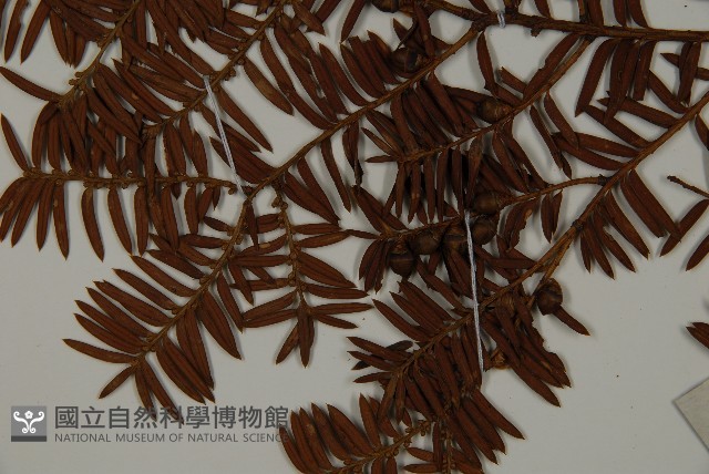 紅豆杉藏品圖，第5張