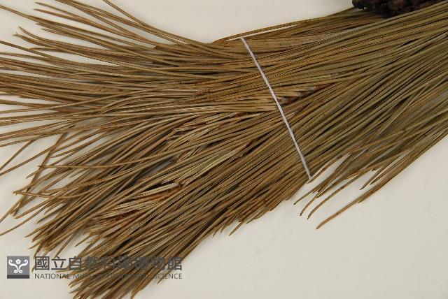 臺灣二葉松藏品圖，第4張