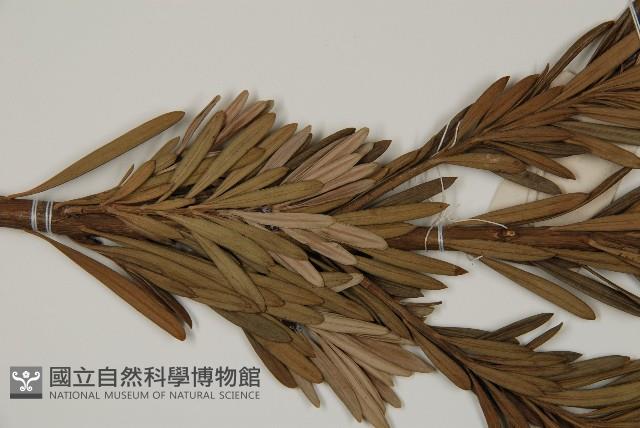 大葉羅漢松藏品圖，第5張