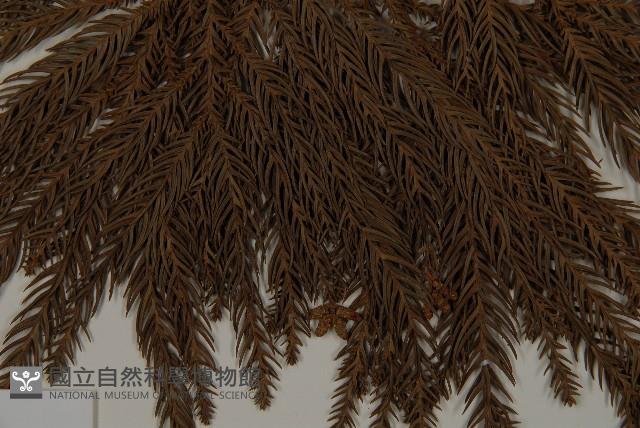 柳杉藏品圖，第5張