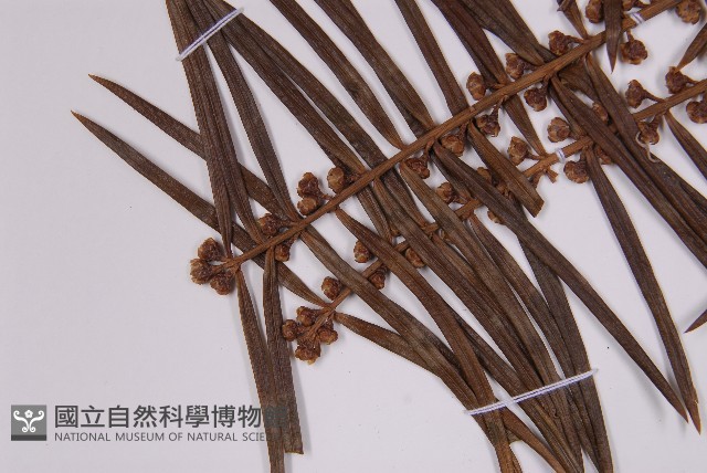 三尖杉藏品圖，第5張
