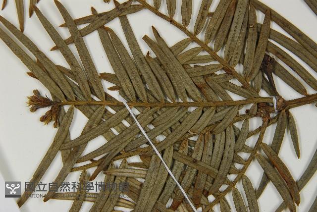 臺灣粗榧、台灣三尖杉藏品圖，第5張