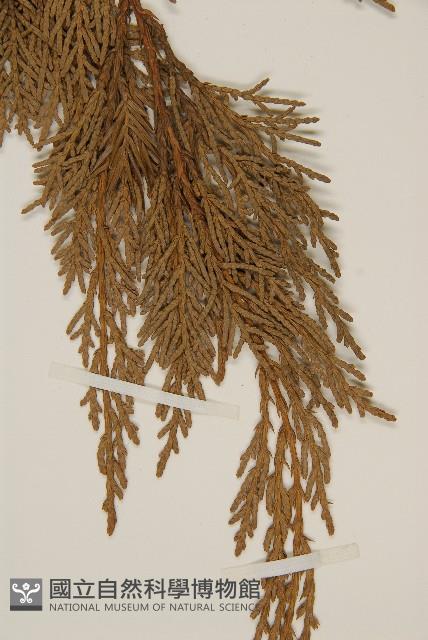 檜柏藏品圖，第5張