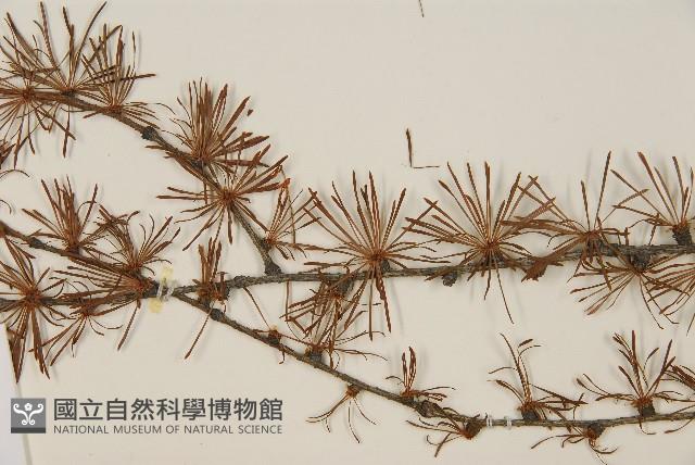 日本落葉松藏品圖，第5張