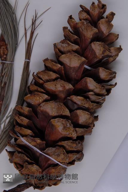 登錄號:G001059藏品圖，第5張