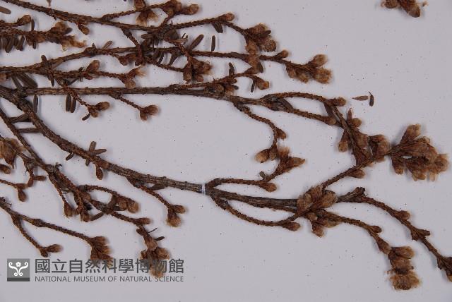 臺灣鐵杉藏品圖，第5張