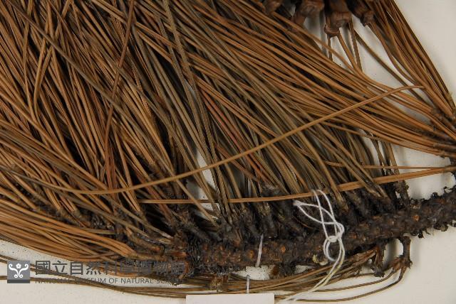 加拿利刺松藏品圖，第5張