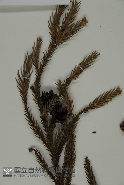 柳杉藏品圖，第5張