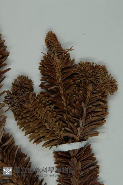 中甸冷杉藏品圖，第5張