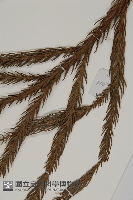 柳杉藏品圖，第5張