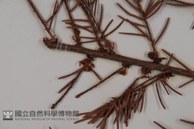 臺灣黃杉藏品圖，第4張