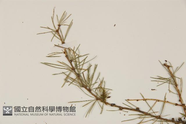 長白落葉松藏品圖，第5張