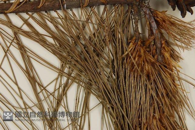 臺灣華山松藏品圖，第5張