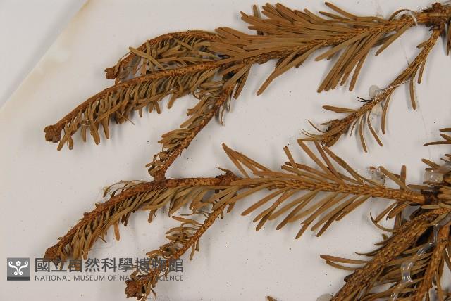 臺灣冷杉藏品圖，第5張