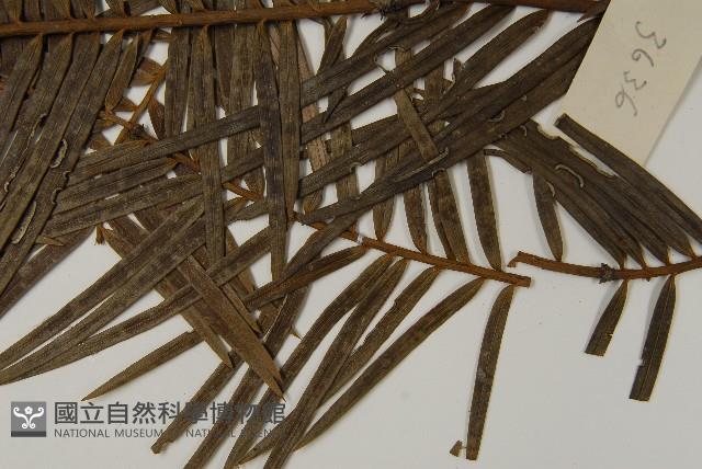 三尖杉藏品圖，第5張