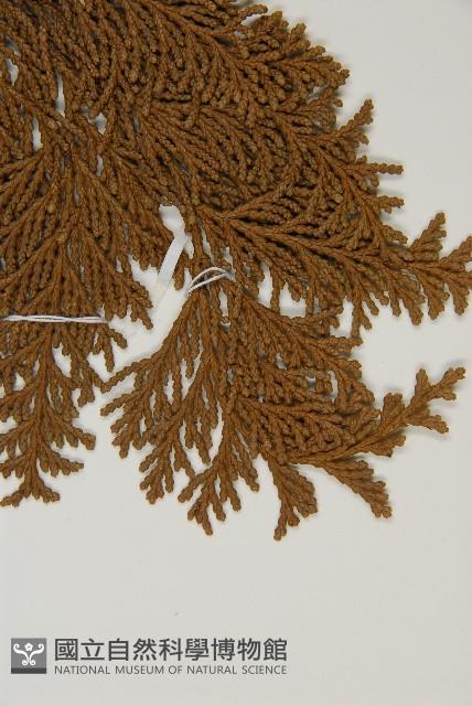 臺灣扁柏藏品圖，第5張