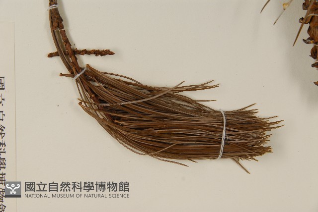 臺灣五葉松藏品圖，第4張