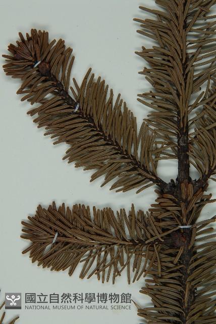 蒼山冷杉藏品圖，第5張