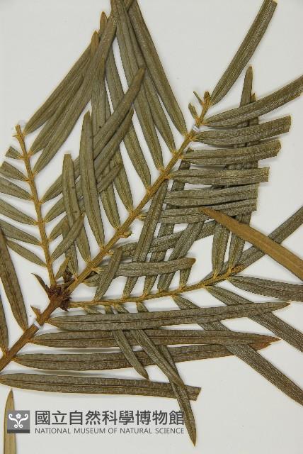 三尖杉藏品圖，第5張