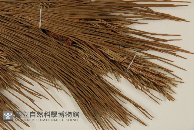 臺灣二葉松藏品圖，第4張