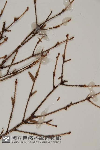 臺灣鐵杉藏品圖，第4張