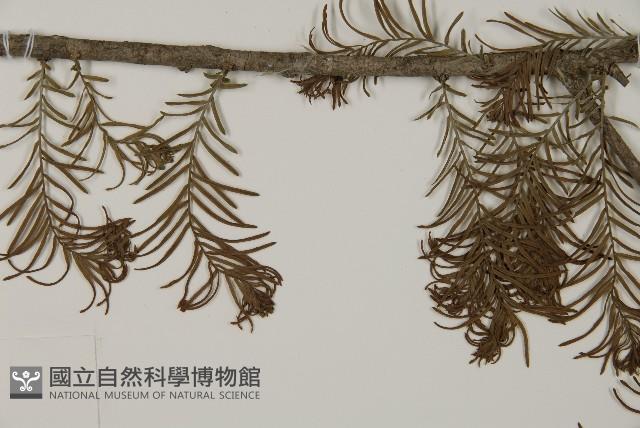 落羽松、美國水松藏品圖，第5張