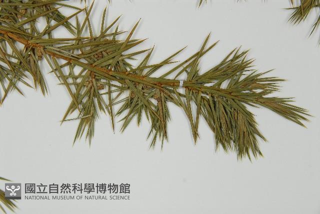 刺柏藏品圖，第5張