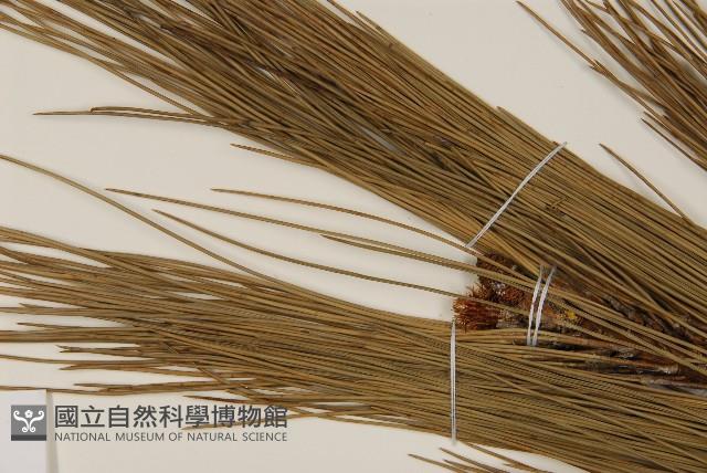 馬尾松藏品圖，第5張