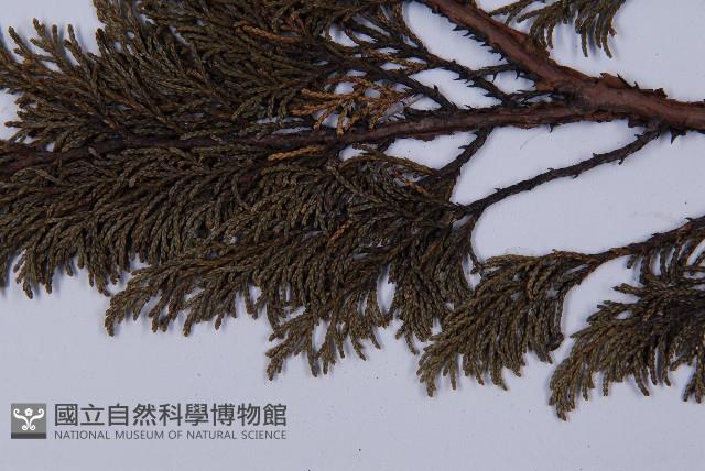 滇藏方枝柏藏品圖，第5張