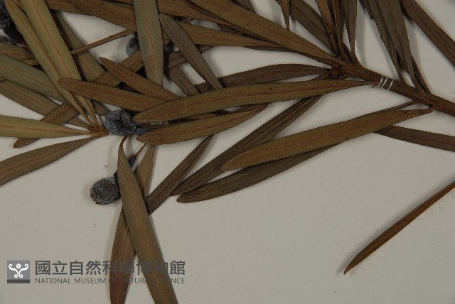 大葉羅漢松藏品圖，第5張