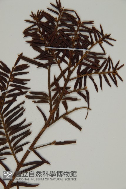 臺灣紅豆杉、紫杉、南方紅豆杉藏品圖，第5張