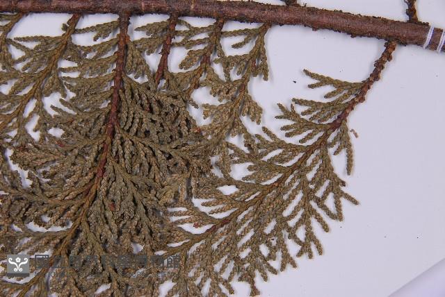 臺灣扁柏藏品圖，第5張